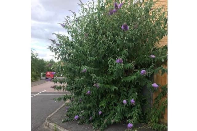 Council calls on residents to cut back shrubs, hedges and trees