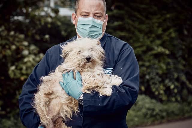 The charity is bracing itself for the toughest Christmas yet (C) RSPCA
