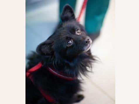 RSPCA fears a surge in pet ownership during pandemic could result in more unwanted animals this winter (C) RSPCA