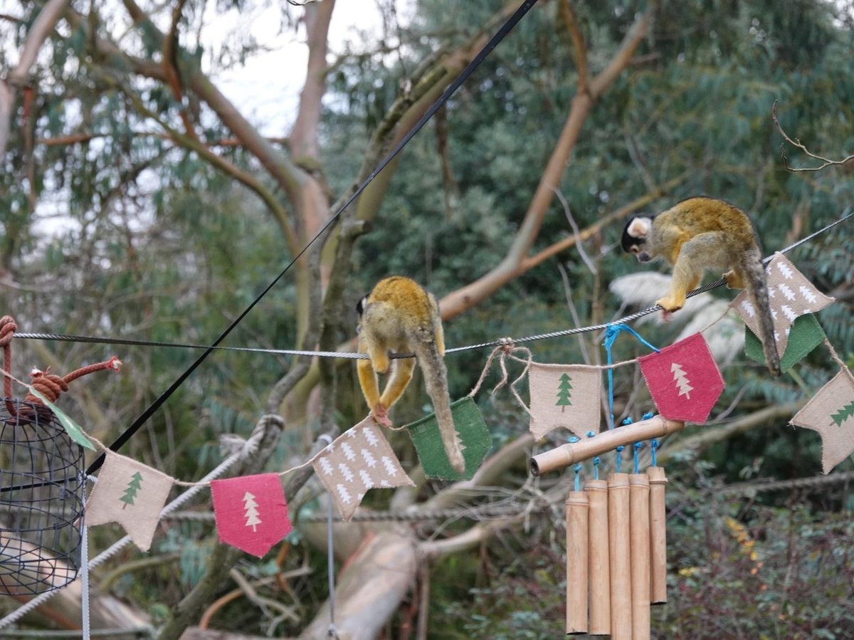 ZSL Whipsnade Zoo back visitors for festive fun this Christmas