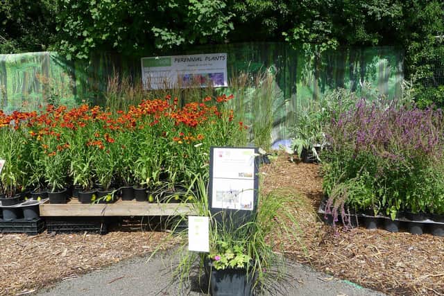 Perennial plant growing