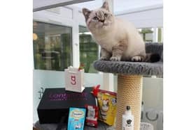 Feline festivities at Tring's luxury cat hotel