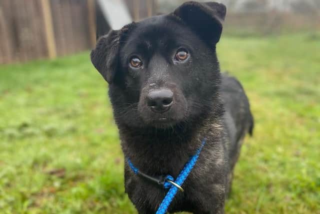 George (C) Rushton Dog Rescue