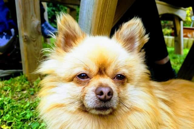 Benny, a male Pomeranian