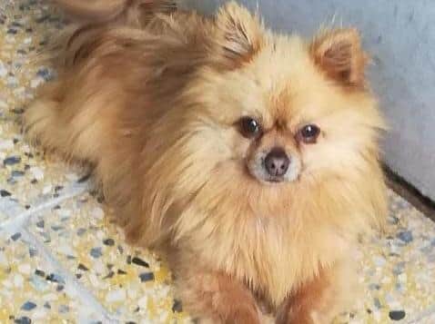Benny, a male Pomeranian