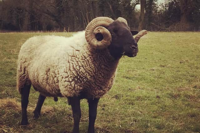 Warning issued to Hemel dog walker after reports of two dogs chasing sheep on Boxmoor Trust grazing land (C) Hertfordshire Police