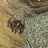 Spider under the window sill in his garden