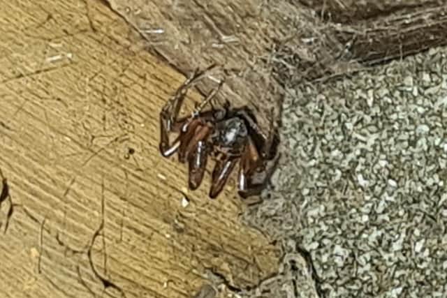 Spider under the window sill in his garden