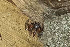 Spider under the window sill in his garden