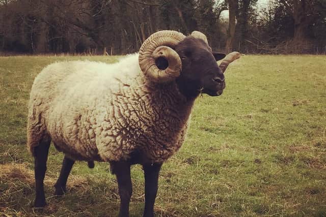 Police remind dog owners in Hemel to keep their pets under control around livestock (C) Hertfordshire Police