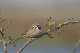 Rare bird faces extinction in Hertfordshire
