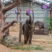Love is in the air at ZSL Whipsnade Zoo this week, as keepers treated the Asian elephants to a Valentine’s surprise (C) ZSL