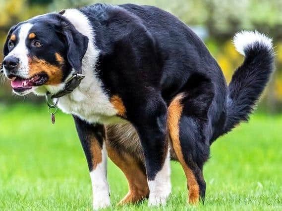 Dog fouling