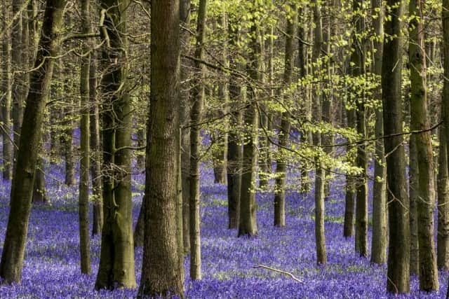 Ashridge bluebells (C) National Trust Hugh Mothersole