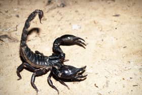 Scorpion stock image