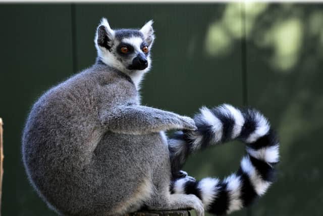 Stock image of a ring-tailed Lemur