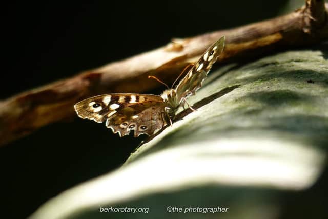 ‘Butterfly’ by Iona Munro. Winner, Senior (14-17) Category (C) Berkhamsted Rotary