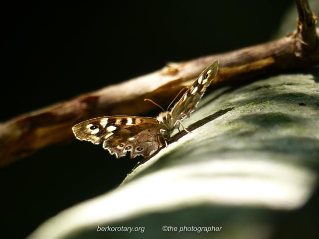 ‘Butterfly’ by Iona Munro. Winner, Senior (14-17) Category (C) Berkhamsted Rotary