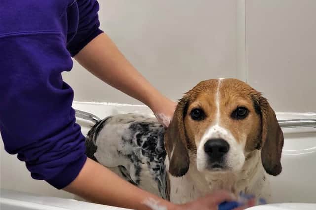 Home Counties training providers needed to teach post-pandemic influx of would-be dog groomers