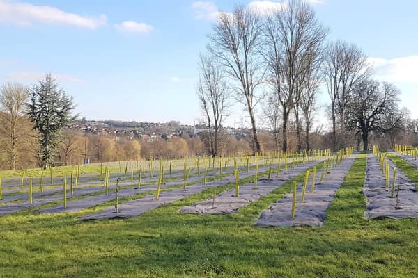 Trees have been planted in Gadebridge Park