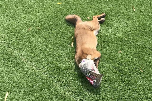 A fox with his head caught in a Cornish pasty wrapper