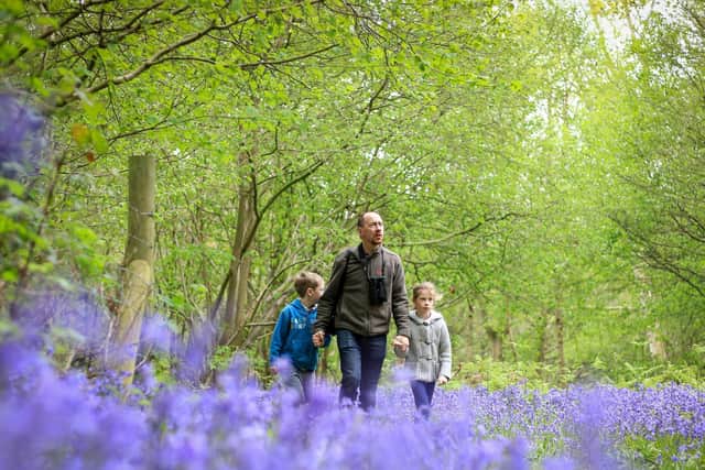 Bluebells
