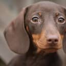 Tilly the Dachshund has been crowned Riverside’s Prettiest Pet!