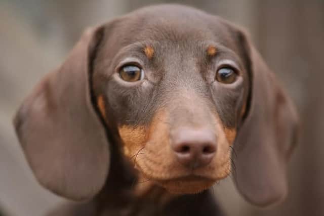 Tilly the Dachshund has been crowned Riverside’s Prettiest Pet!