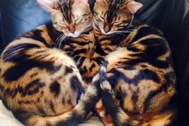 Tiger and Simba the Siamese cats received over 250 votes