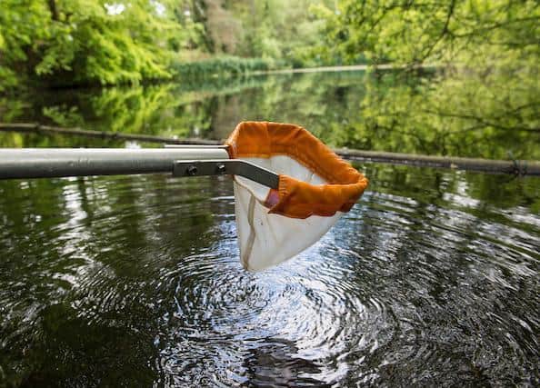 Pond dipping