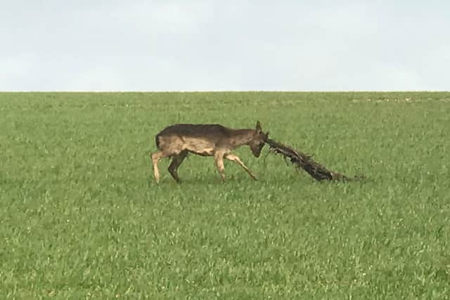 The young male deer got caught in some netting in a field. Photo from RSPCA