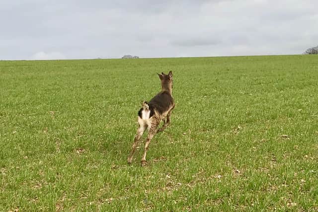 Officers from the RSPCA helped untangle the deer and he was uninjured. Photo by RSPCA