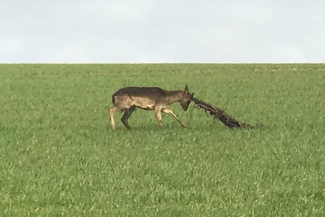 The male fallow deer was rescued from the netting by an RSPCA animal collection officer