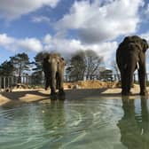 Elephants at ZSL Whipsnade Zoo, taken by Zookeepers. (C) ZSL Whipsnade Zoo