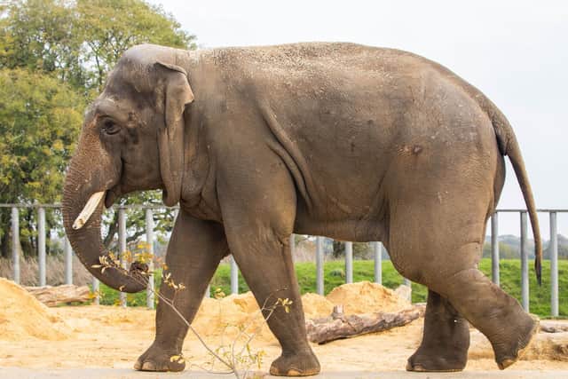 Ming Jung at ZSL Whipsnade Zoo. (C) ZSL Whipsnade Zoo