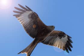 A Red Kite in Hemel Hempstead