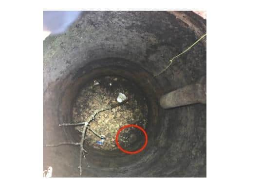 A fox cub who was stuck down a 12ft-deep well in Welwyn