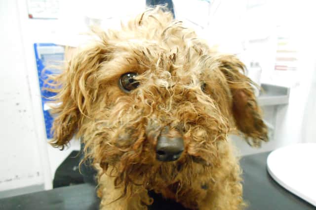 RSPCA receives reports of 31 abandoned animals in Hertfordshire during coronavirus lockdown