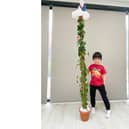 Lockers Park Pre-Prep Pupils Showcasing their Beanstalk Creations