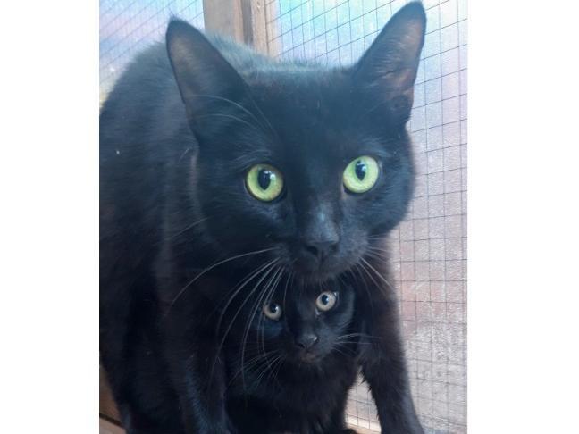 Rspca feral best sale cats