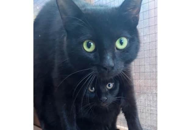 An RSPCA Animal welfare officer was called to intu shopping centre in Watford to help catch a feral cat and her kittens who had been living in the centres underground service depot
