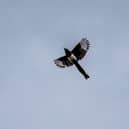 Tim took photos of birds during lockdown (C) Tim Armitage