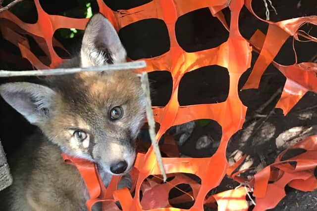 Fox caught in netting (C) RSPCA
