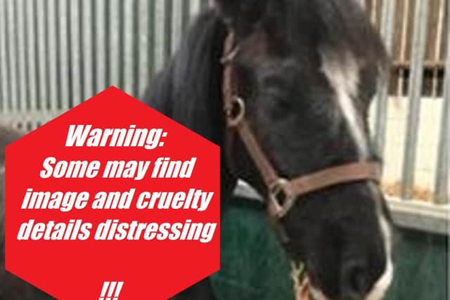 Some may find the image of an emaciated horse and some cruelty details distressing