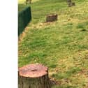 Wendy took photos of the trees that had been cut down in Gadebridge Park