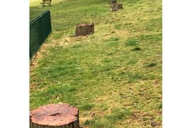 Wendy took photos of the trees that had been cut down in Gadebridge Park