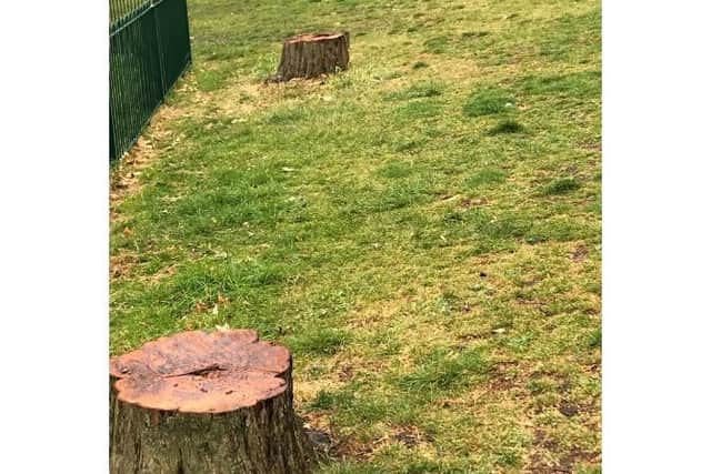 Wendy took photos of the trees that had been cut down in Gadebridge Park