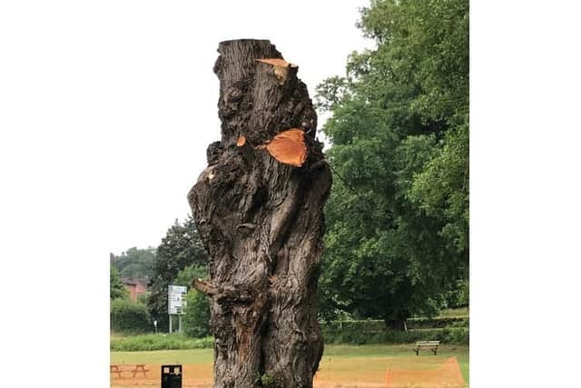 Wendy took photos of the trees that were cut down in Gadebridge Park