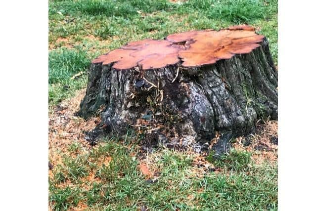 Some trees in Gadebridge Park have been cut down