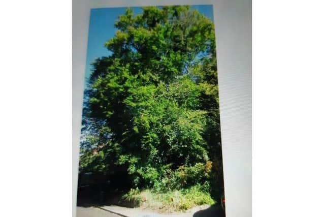 One of the residents sent in a before and after picture of the tree they are concerned about